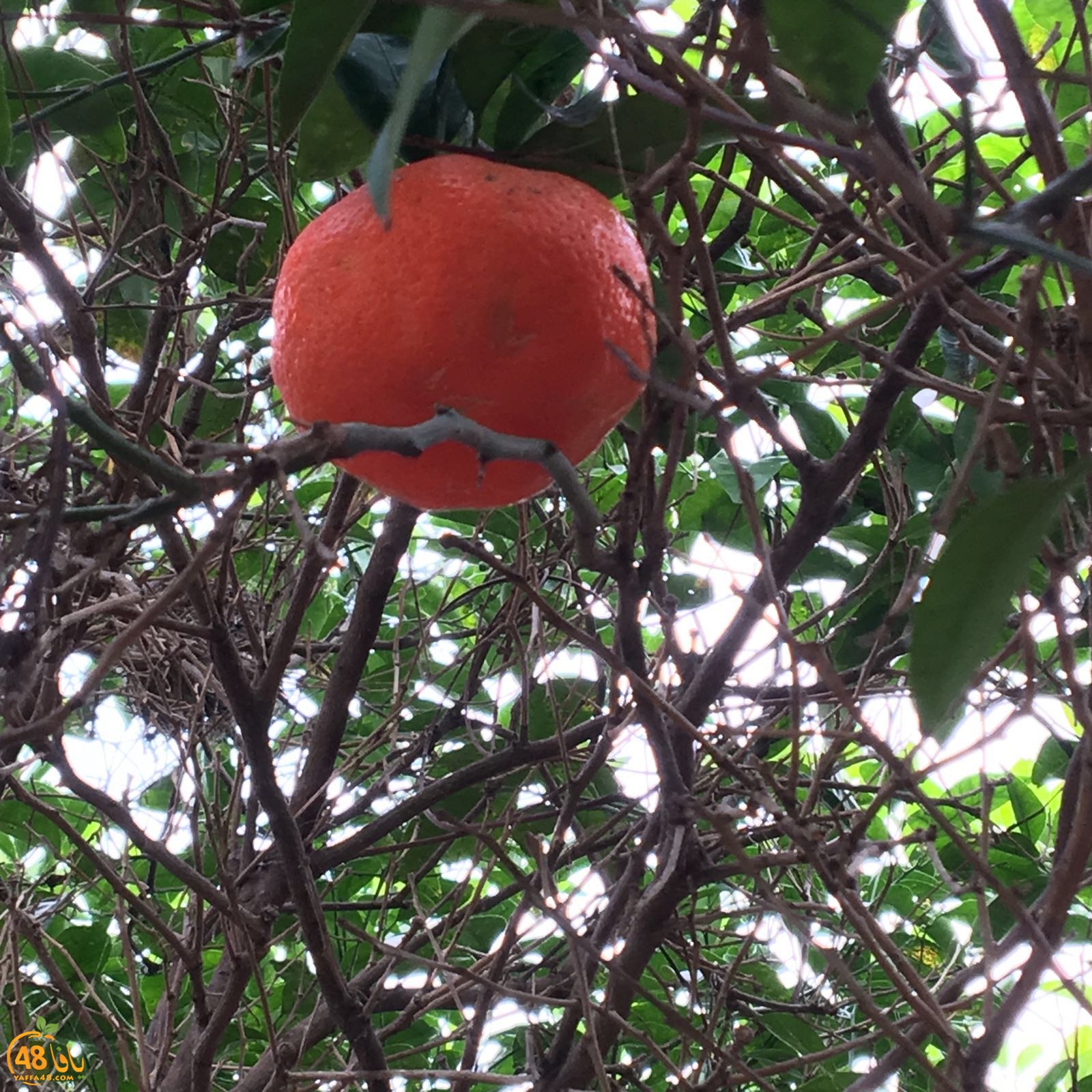 3ali turkaa (14).jpg